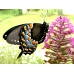 Spicebush Swallowtail troilus pupae 